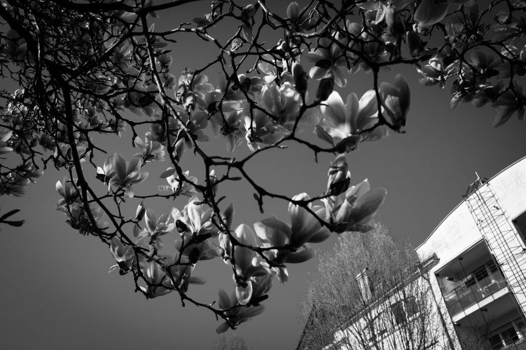 April 1, 2022 –&nbsp;Photoblog